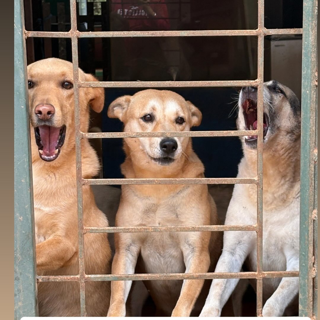 Safescape rescue buddies